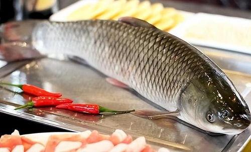 八瓜鱼吃货直播视频下载,美食探店，美味瞬间尽收眼底