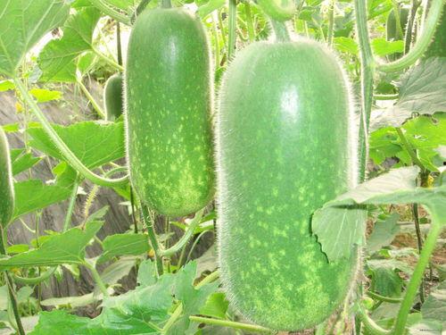 各种劲爆吃瓜图片高清视频,高清劲爆吃瓜瞬间，带你领略明星幕后风云