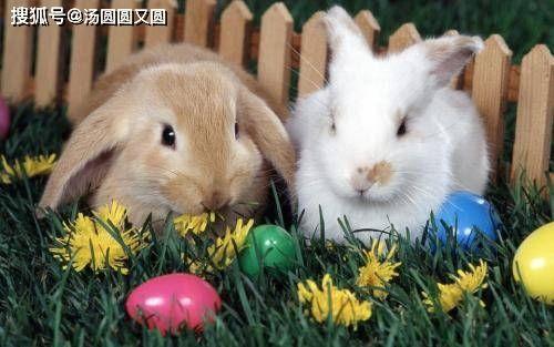 兔子可以吃瓜粒吗视频,瓜粒成为新宠？