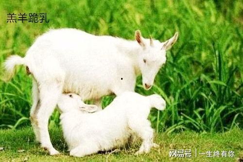 网红吃瓜小羊没烦恼吃瓜网视频,揭秘吃瓜网热门视频背后的故事