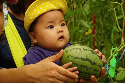 可爱亲子吃瓜视频,一起分享甜蜜吃瓜瞬间