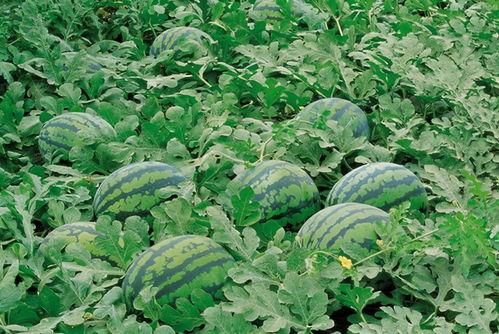 寿光西城楼顶吃瓜视频,网友热议