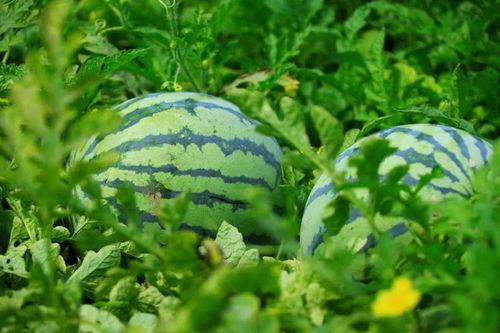 日照情侣吃瓜视频,甜蜜瞬间引发网友热议