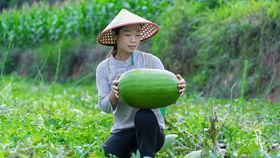 摘瓜吃的视频大全,摘瓜吃视频大全，带你领略欢乐时光