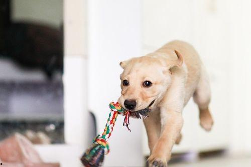 吵架狗狗吃瓜视频在线观看,一场欢乐的吵架狗狗吃瓜视频