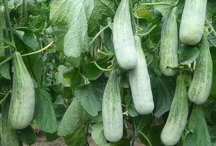 临沂本地吃瓜事件视频,一场引发热议的网络围观风云