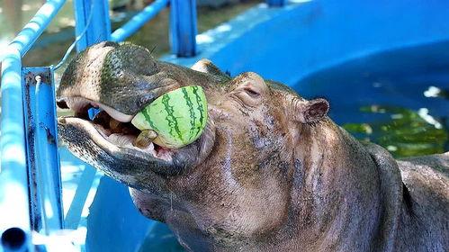 河马吃瓜手工教程视频,趣味教程视频解析