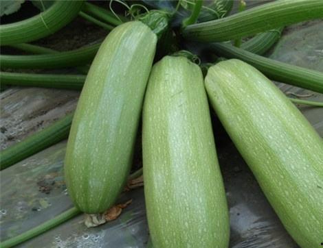 吃山子瓜的好处和坏处视频,营养与风险并存的天然美食