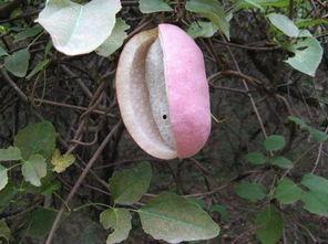 户外吃八月瓜的视频,八月瓜美味之旅