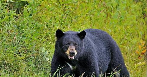 小黑熊吃哈密瓜视频,萌态十足引网友热议